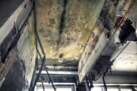 Mold Documentation for Insurance Claims